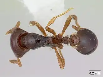 Strumigenys wheeleriana