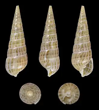 Pyramidella maculosa