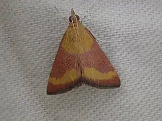 Pyrausta castalis
