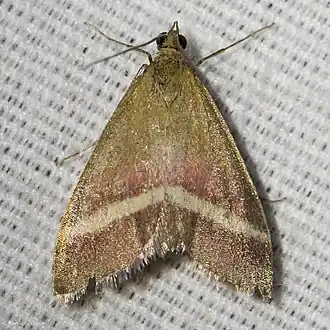 Pyrausta corinthalis