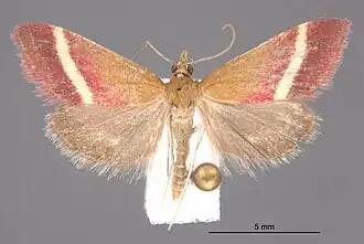 Pyrausta corinthalis