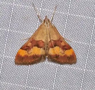 Pyrausta flavofascialis