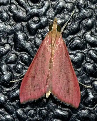 Pyrausta inornatalis