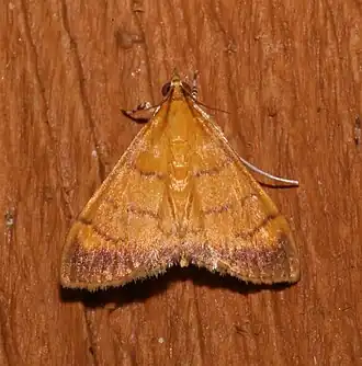 Pyrausta insignitalis