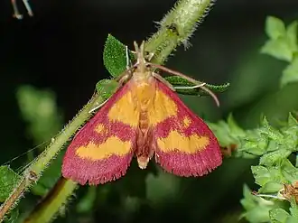 Pyrausta laticlavia