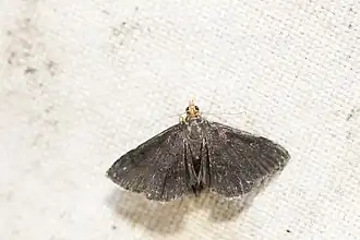 Pyrausta limbata