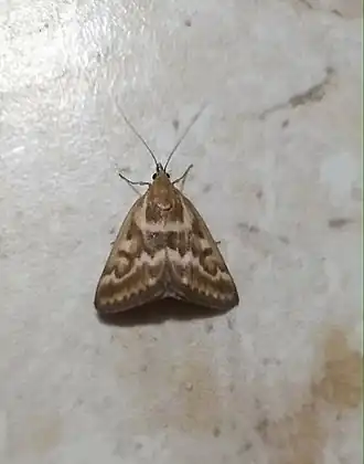 Pyrausta limbopunctalis