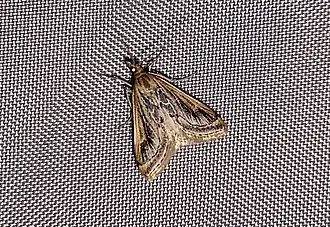 Pyrausta ochreicostalis