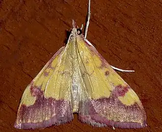 Pyrausta perrubralis
