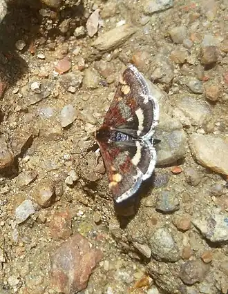 Roestkleurige muntvlinder