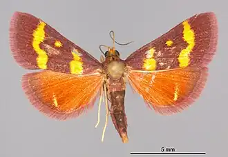 Pyrausta tyralis