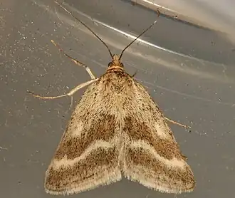 Pyrausta unifascialis