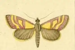 Pyrausta virginalis