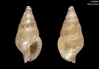 Pyreneola mascarenensis