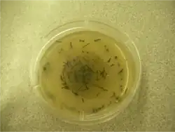 Pyrenophora seminiperda op voedingsbodem