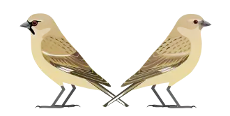 Afghaanse sneeuwvink