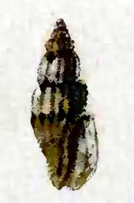 Pyrgocythara albovittata