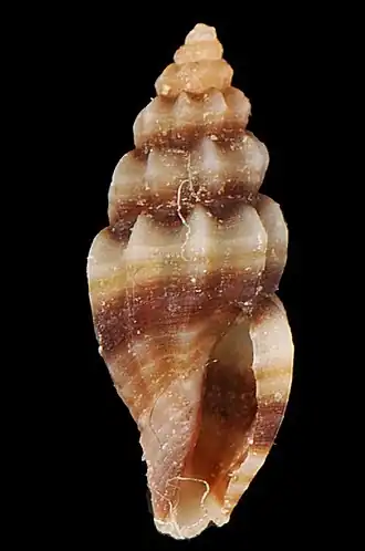 Pyrgocythara cinctella