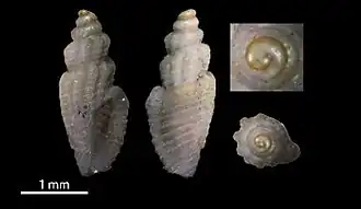 Pyrgocythara juliocesari