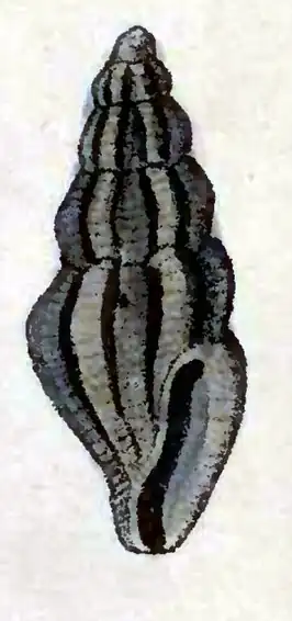 Pyrgocythara laqueata