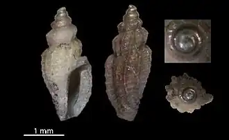 Pyrgocythara mairelae