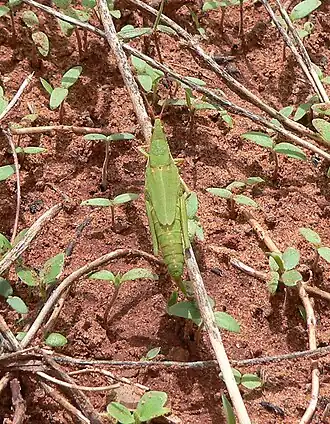 Pyrgomorpha vignaudi