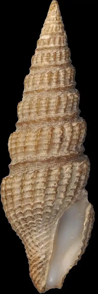 Pyrgospira ostrearum