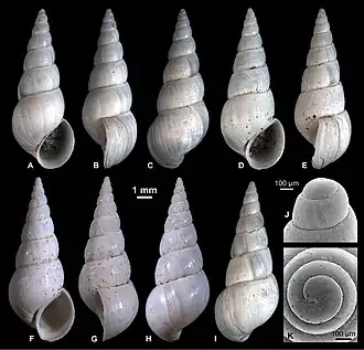 Turricaspia meneghiniana