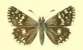 Pyrgus alpinus