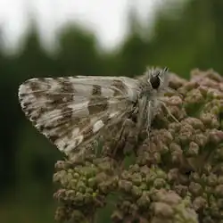 Groot spikkeldikkopje