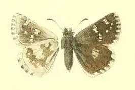 Pyrgus cashmirensis