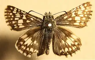 Pyrgus communis