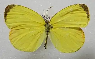 Eurema portoricensis