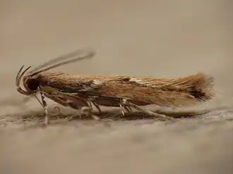 Pyroderces wolschrijni