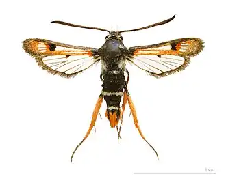 Pyropteron chrysidiforme Zuringwespvlinder