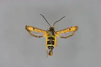 Pyropteron minianiformis