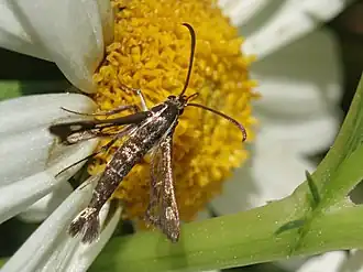 Pyropteron muscaeformis