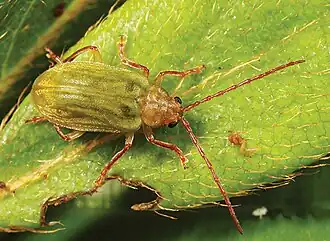 Pyrrhalta viridipennis