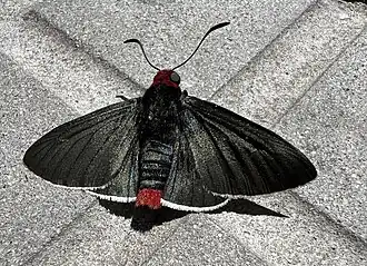 Pyrrhopyge charybdis