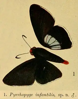 Pyrrhopyge infantilis