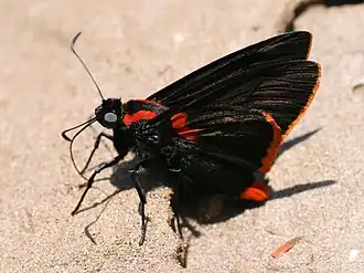 Pyrrhopyge telassina