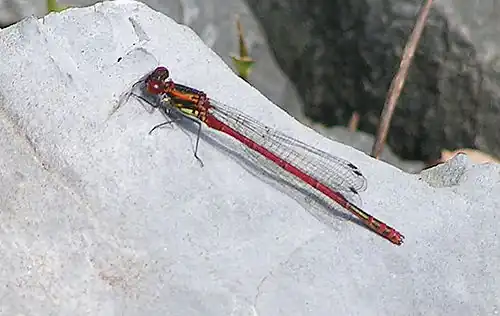Vuurjuffer ♂ (Pyrrhosoma nymphula)