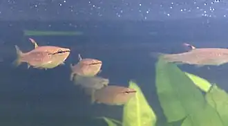 Pyrrhulina australis