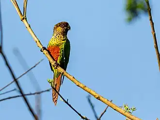 Pyrrhura amazonum snethlageae