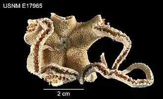 Pythonaster pacificus