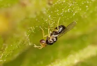 Quadrastichus gallicola