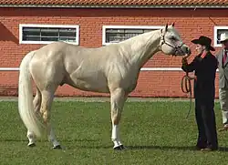 Zeer lichte palomino quarter horse met nog net een gouden waas. Met zijn donkere huid is het zeker geen cremello.