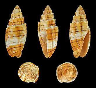 Mitra puncticulata
