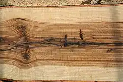 Stam, lengtedoorsnede