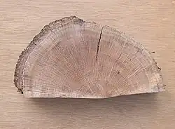 Stam met diameter van 26&nbsp;cm (zonder bast)